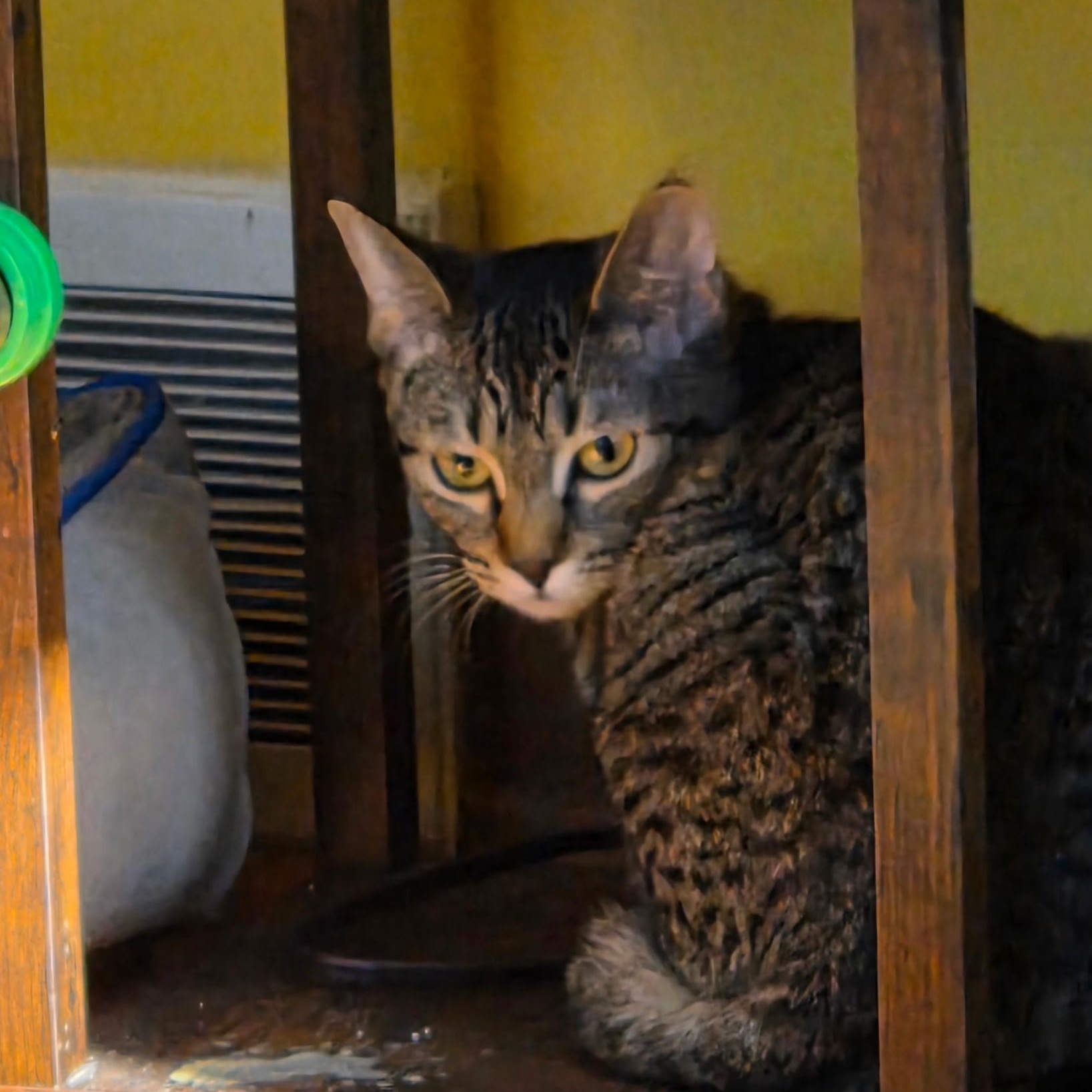 Roo, a Adoptable Domestic Short Hair in Minneapolis, MN image 2/6