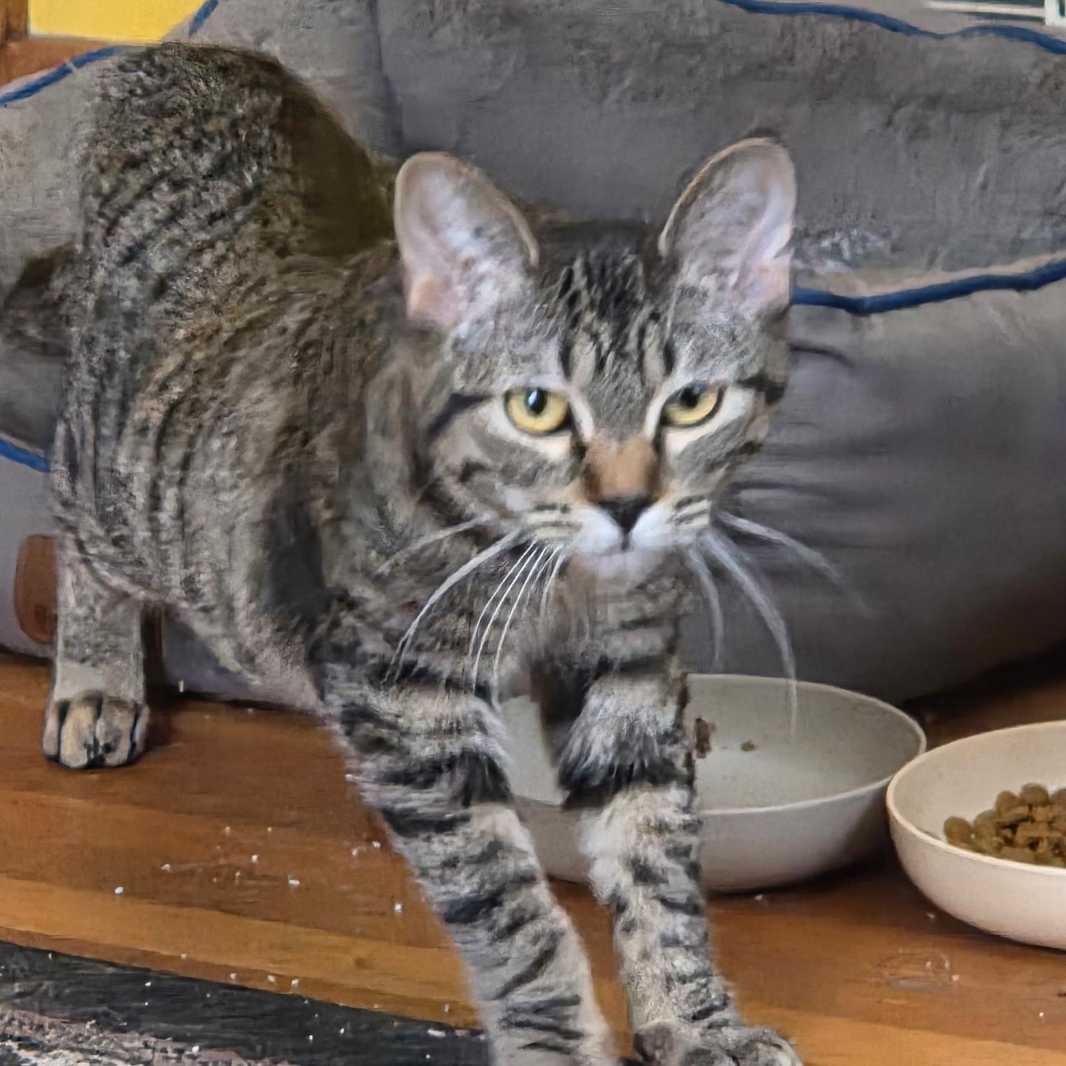Roo, a Adoptable Domestic Short Hair in Minneapolis, MN image 5/6