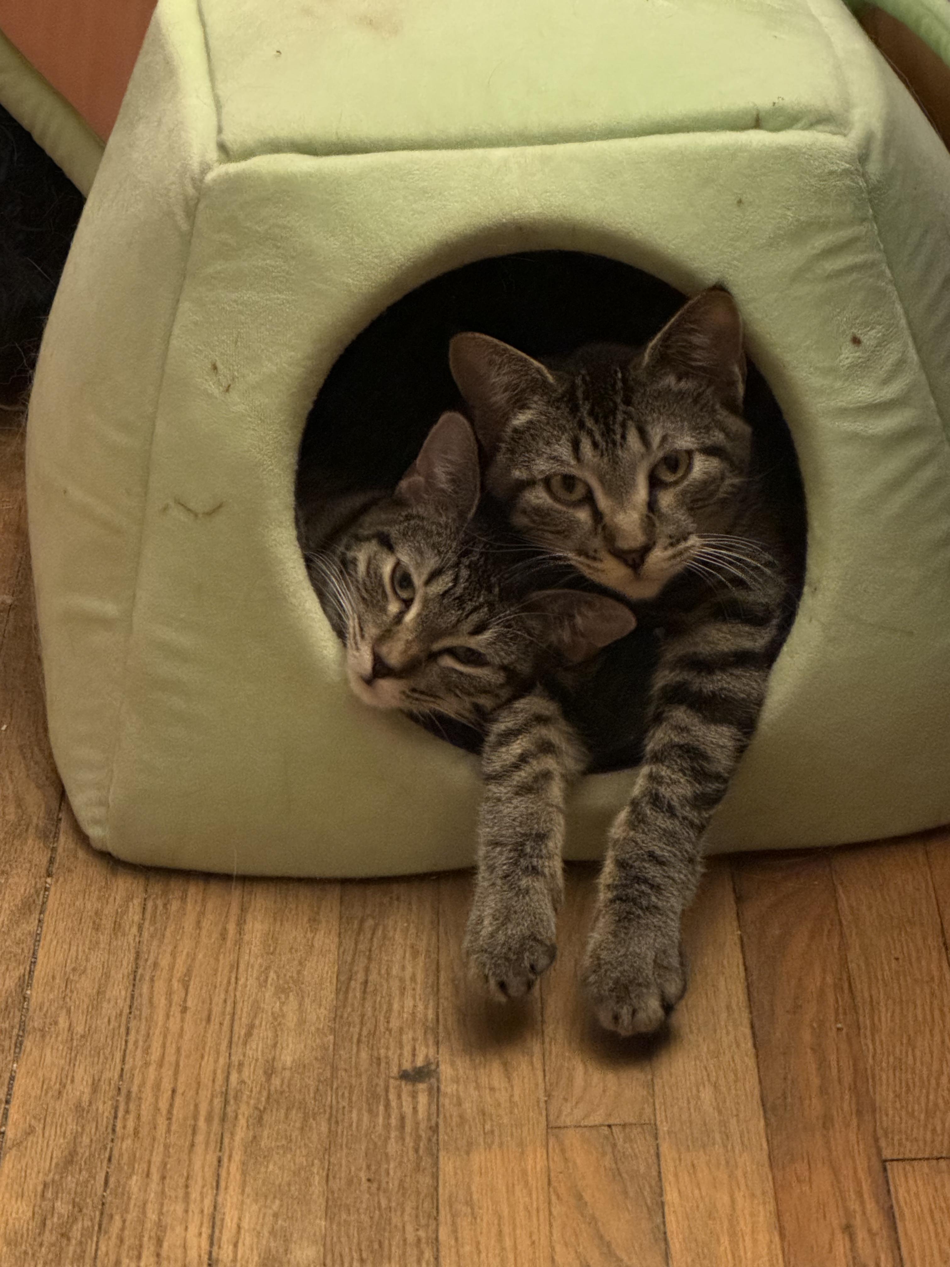 Roo, a Adoptable Domestic Short Hair in Minneapolis, MN image 6/6