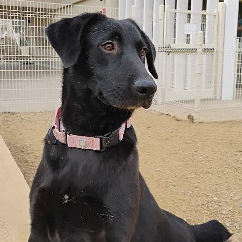 Genevieve, a Adoptable Mixed Breed in Bentonville, AR image 1/5