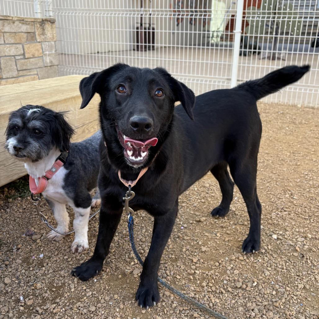 Genevieve, a Adoptable Mixed Breed in Bentonville, AR image 2/5