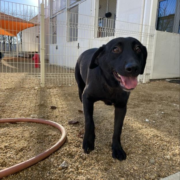 Genevieve, a Adoptable Mixed Breed in Bentonville, AR image 3/5