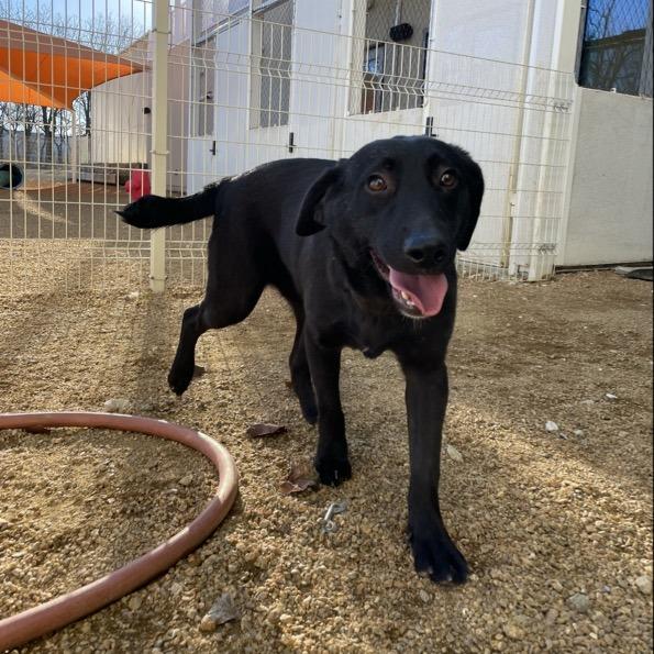 Genevieve, a Adoptable Mixed Breed in Bentonville, AR image 5/5