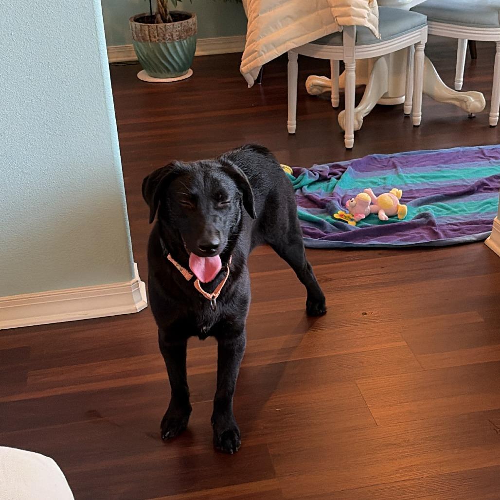 Enlarge Genevieve, a Adoptable Mixed Breed in Bentonville, AR image 5/6