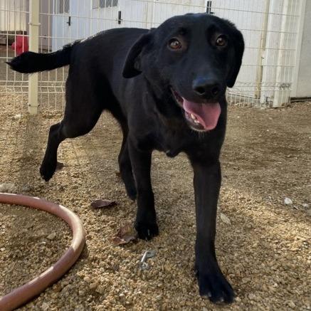 Enlarge Genevieve, a Adoptable Mixed Breed in Bentonville, AR image 6/6