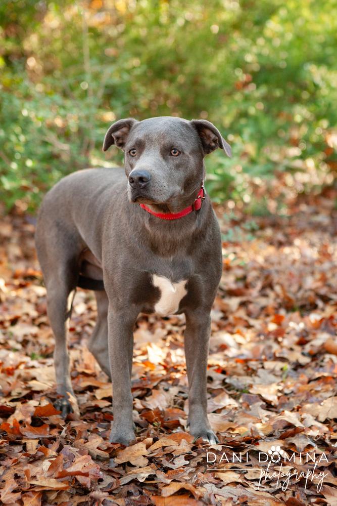 Enlarge Bixby, a Adoptable Labrador Retriever in Shawnee, OK image 1/6