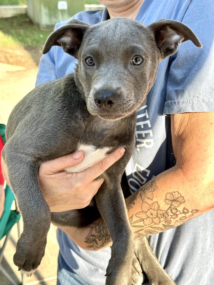 Enlarge Bixby, a Adoptable Labrador Retriever in Shawnee, OK image 2/6