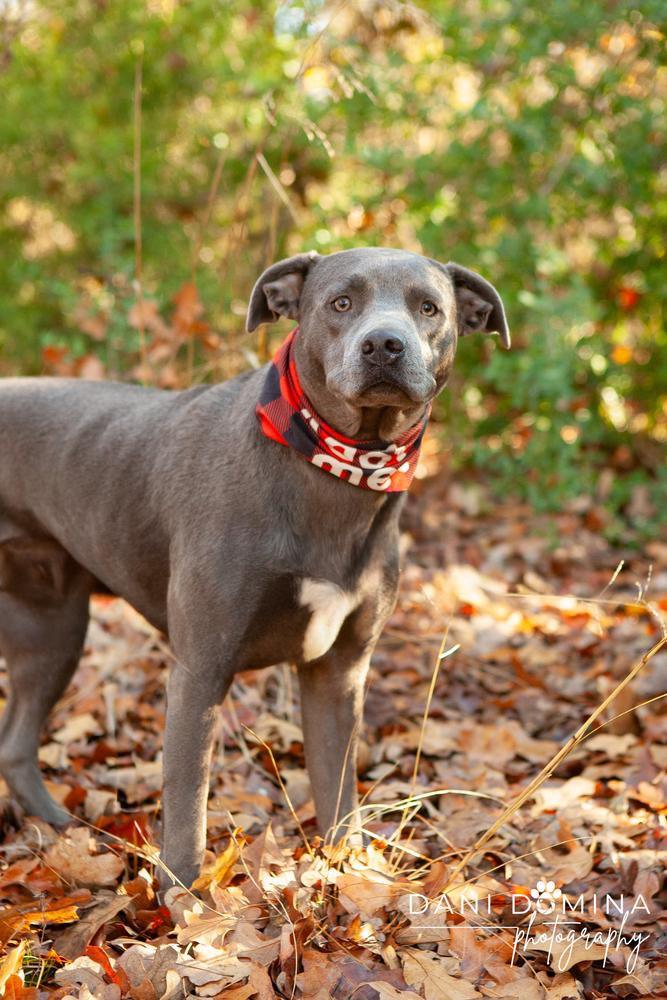 Enlarge Bixby, a Adoptable Labrador Retriever in Shawnee, OK image 5/6