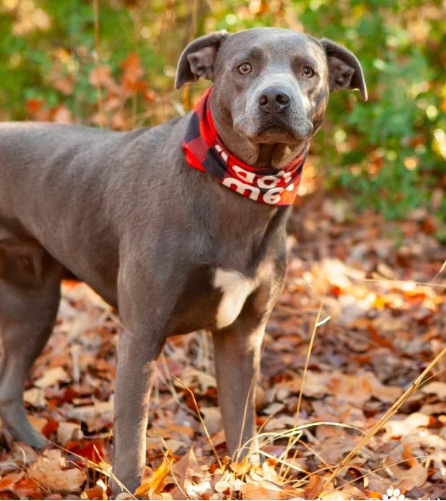 Bixby, a Adoptable Labrador Retriever in Shawnee, OK image 5/6