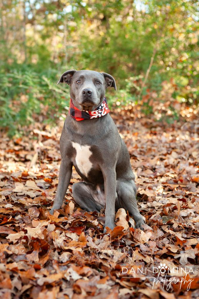 Enlarge Bixby, a Adoptable Labrador Retriever in Shawnee, OK image 6/6