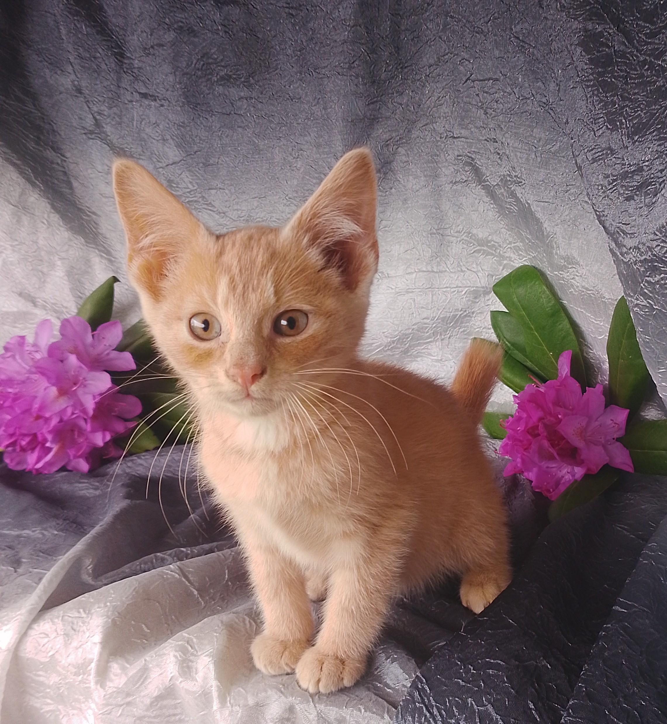 Enlarge Jeffrey 657, a ADOPTABLE Domestic Short Hair in Nichols, NY image 1/1