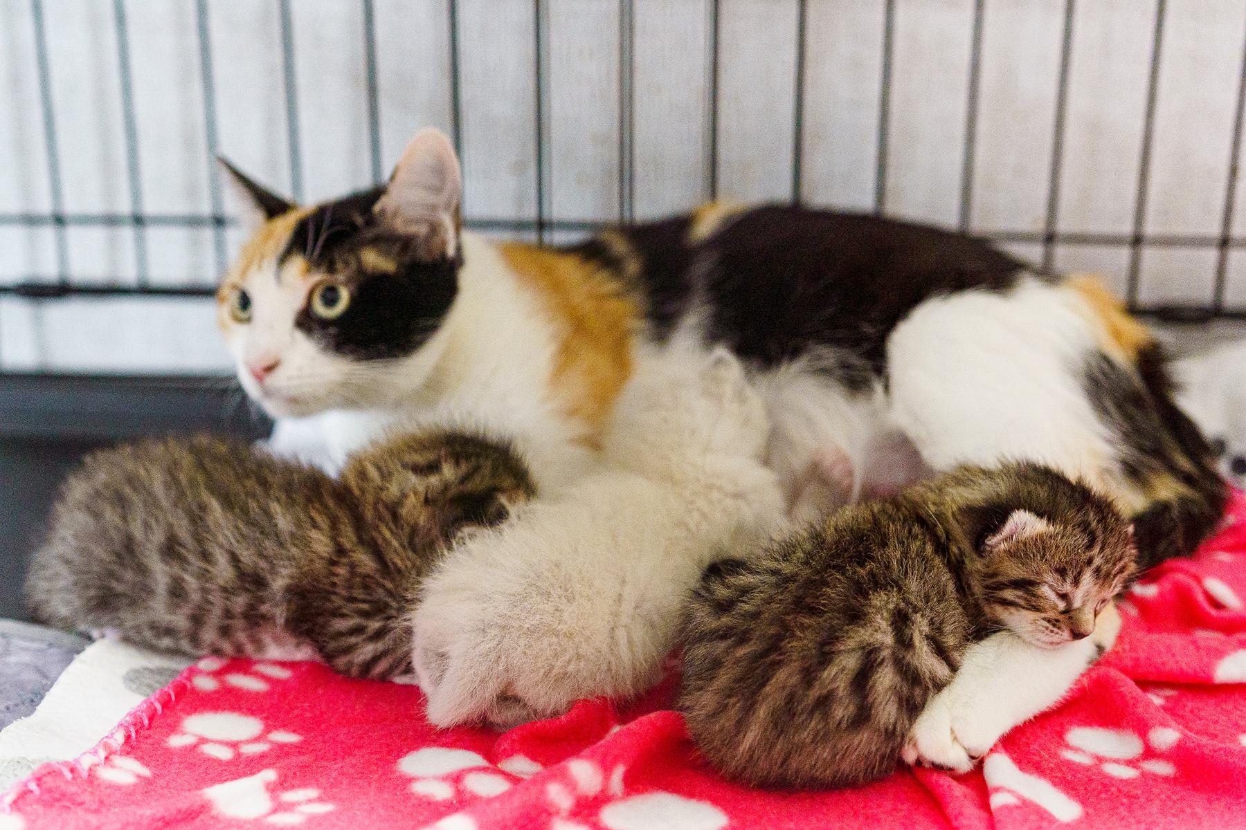 Callie, an adoptable Calico in LAMPASAS, TX, 76550 | Photo Image 3
