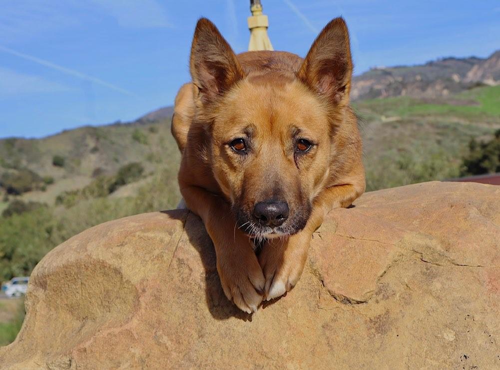 Enlarge Virtue, a Adopted mixed breed in Santa Paula, CA image 1/6