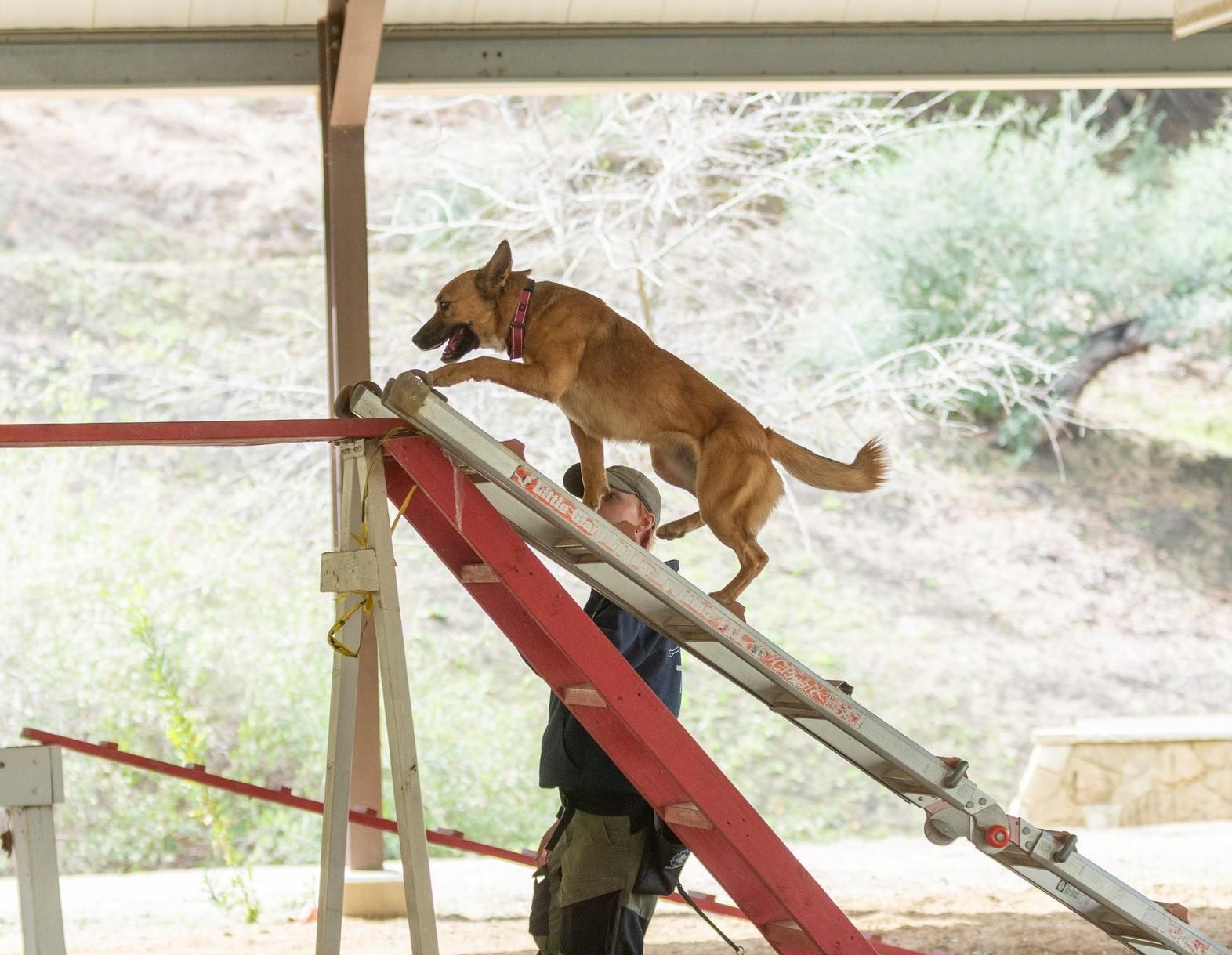 Enlarge Virtue, a Adopted mixed breed in Santa Paula, CA image 6/6