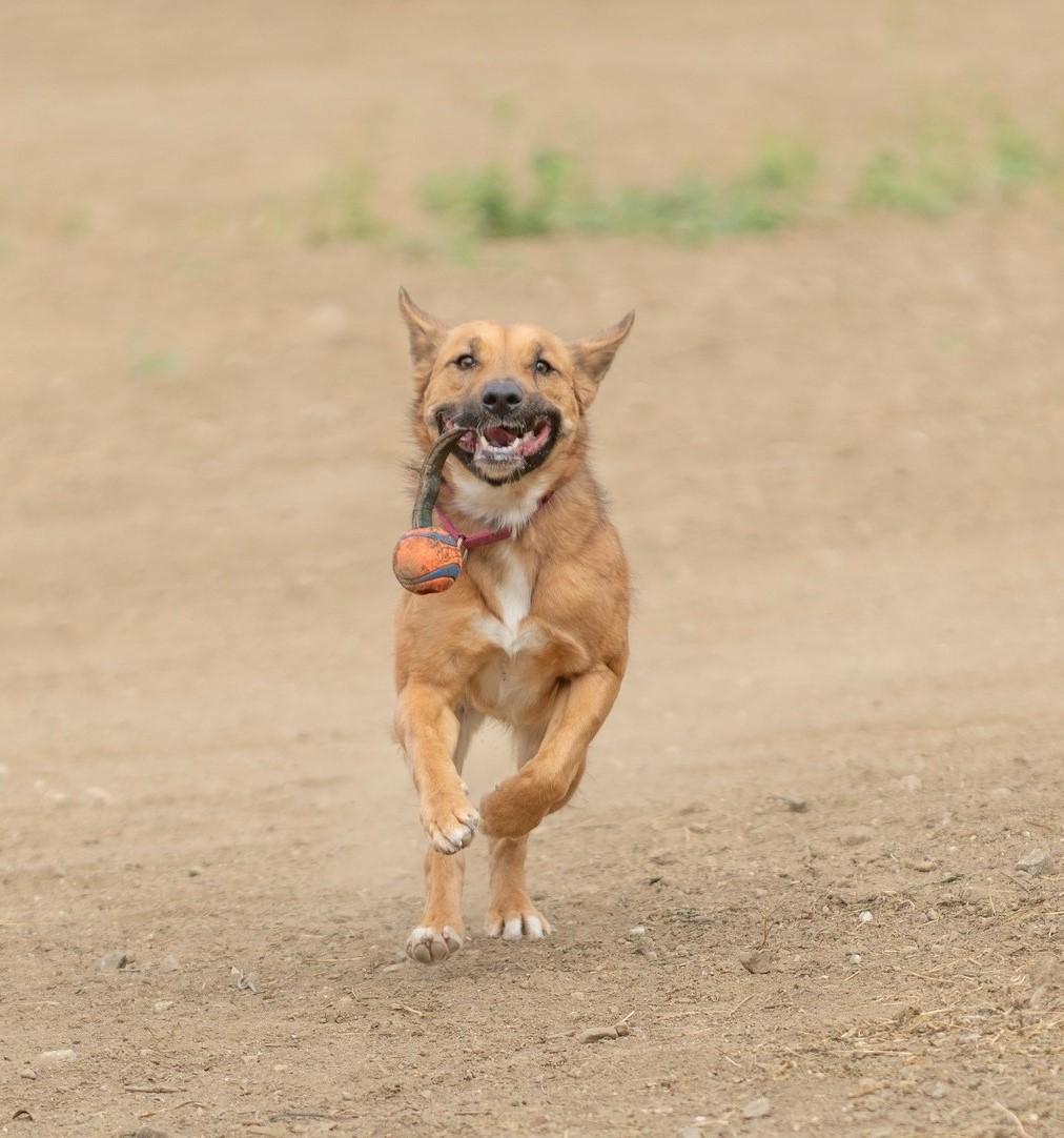 Enlarge Virtue, a Adopted mixed breed in Santa Paula, CA image 4/6