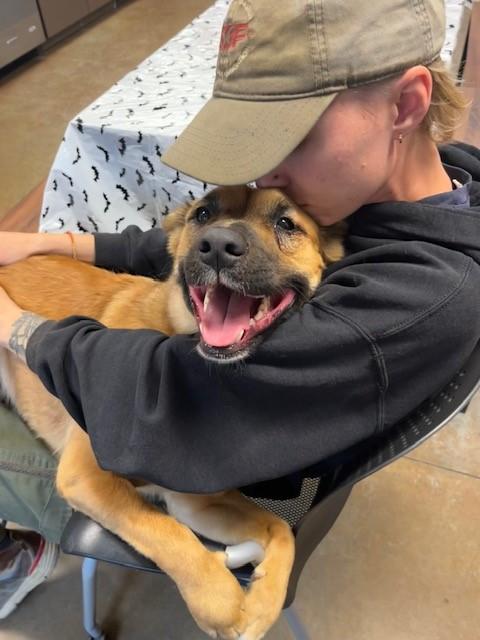 Enlarge Virtue, a Adopted mixed breed in Santa Paula, CA image 3/6