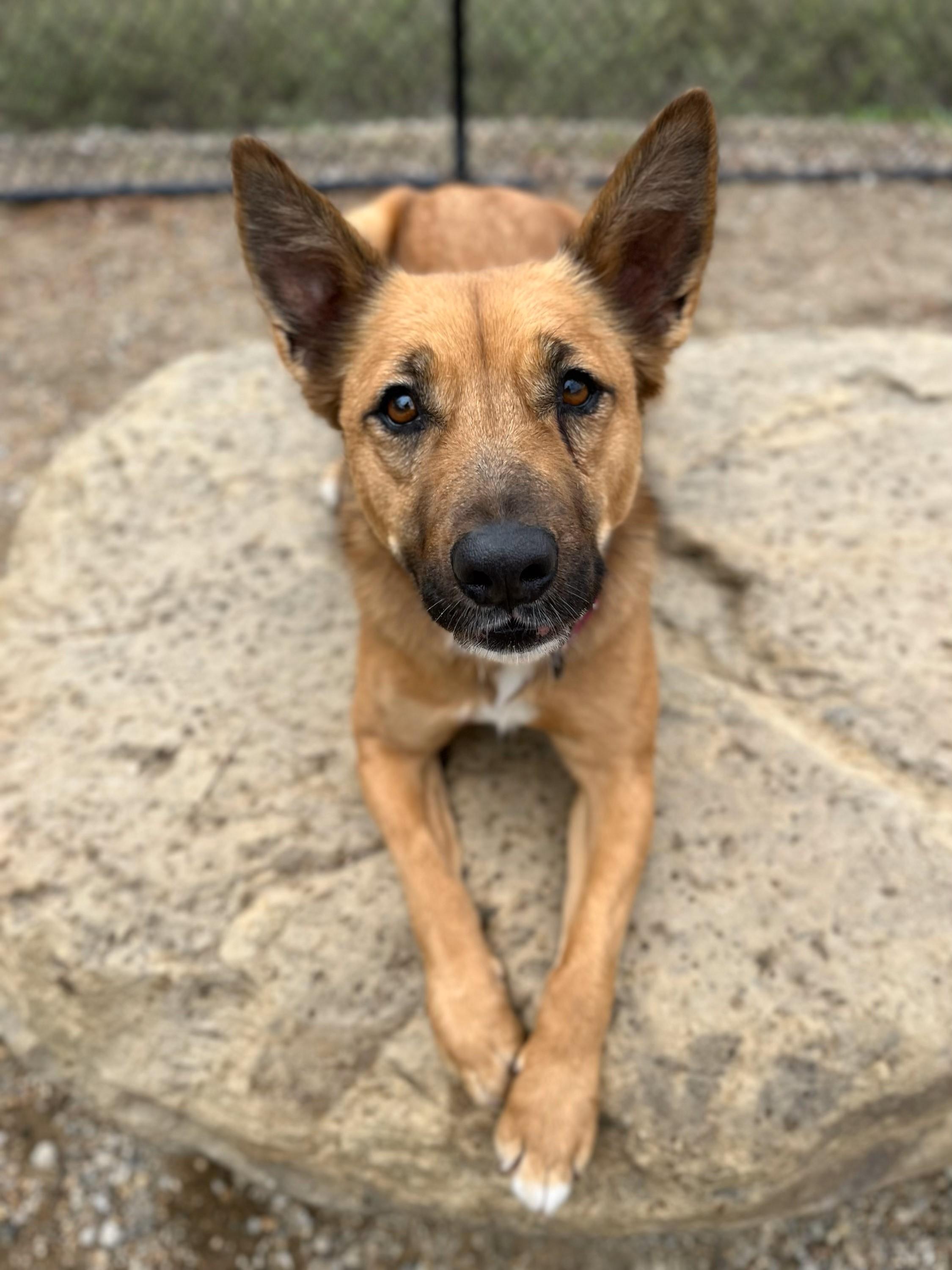 Enlarge Virtue, a Adopted mixed breed in Santa Paula, CA image 5/6