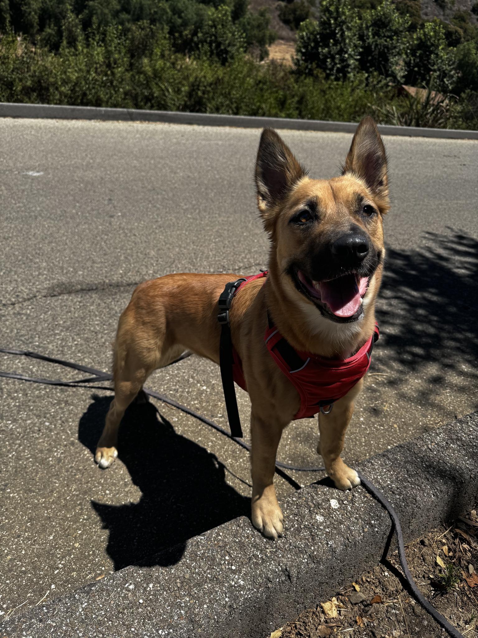 Enlarge Virtue, a Adopted mixed breed in Santa Paula, CA image 2/6