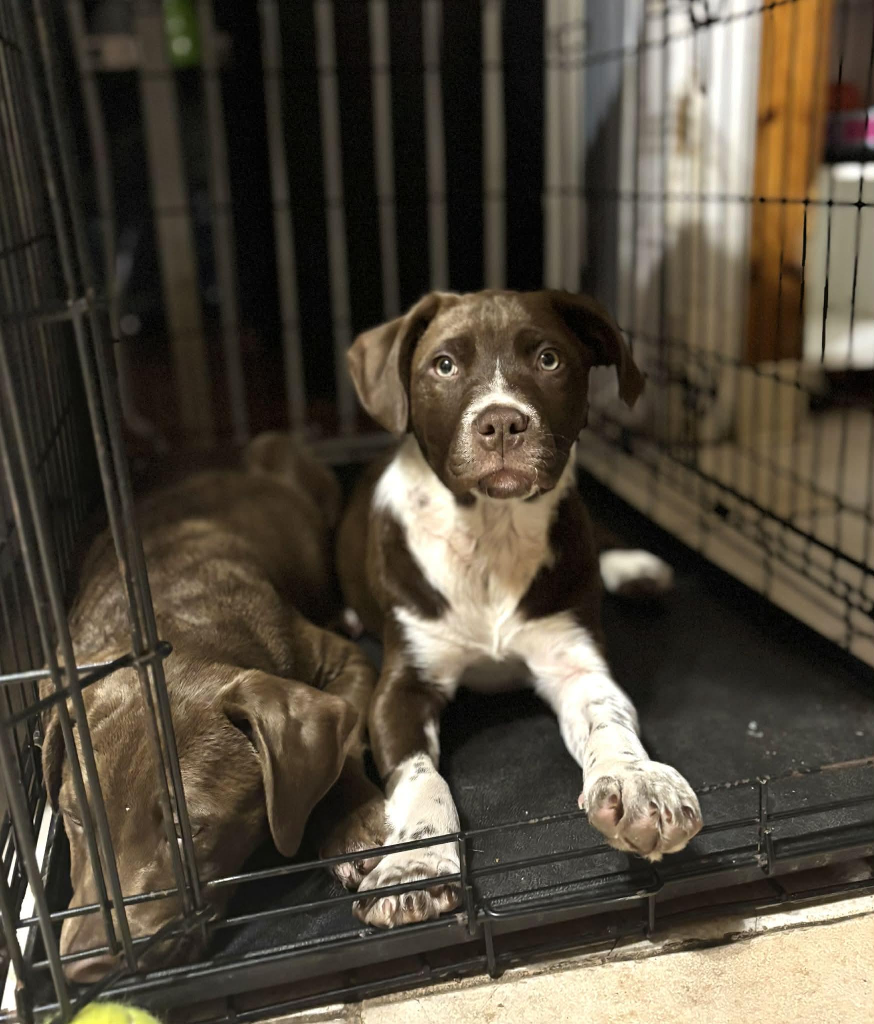 Enlarge Flurry, an adopted mixed breed in Binghamton, NY image 3/3