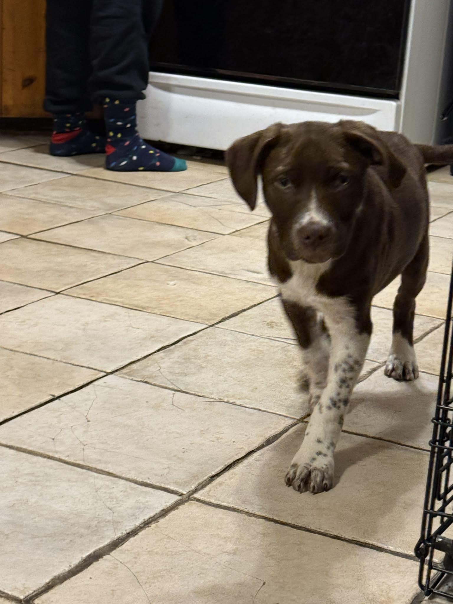 Enlarge Flurry, an adopted mixed breed in Binghamton, NY image 2/3