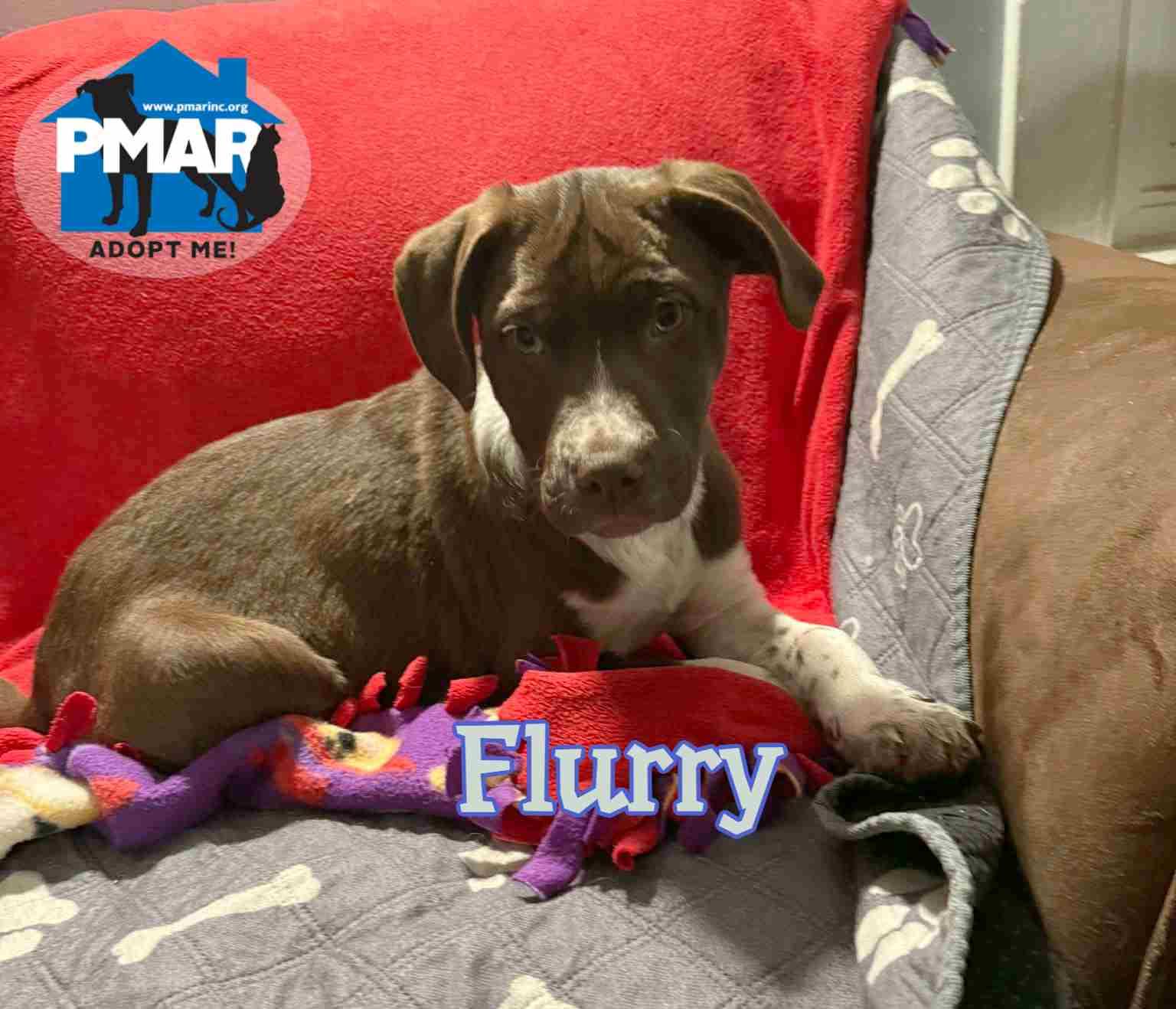 Enlarge Flurry, an adopted mixed breed in Binghamton, NY image 1/3