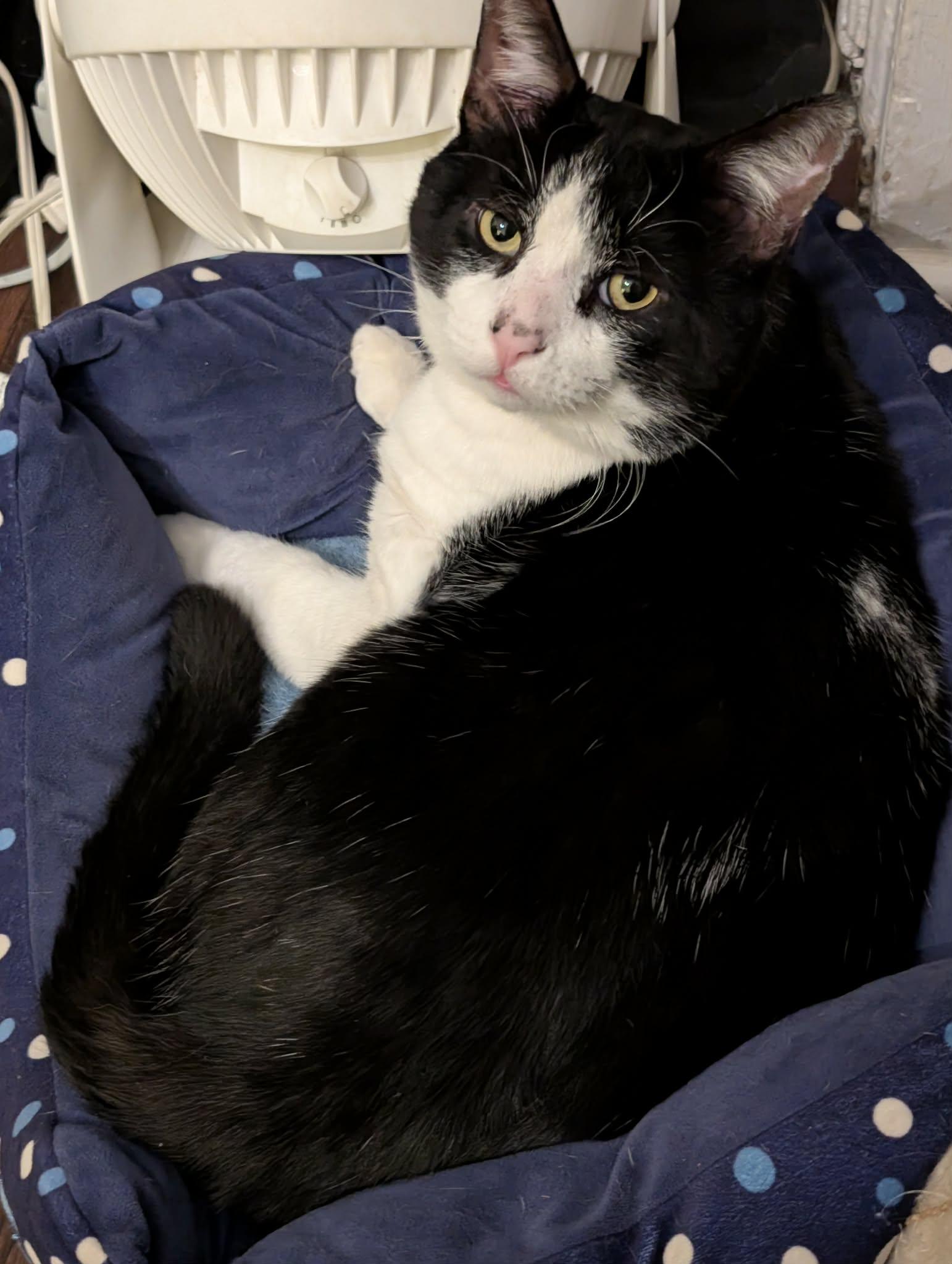 Enlarge Luigi, a ADOPTABLE American Shorthair in Troy, NY image 3/6