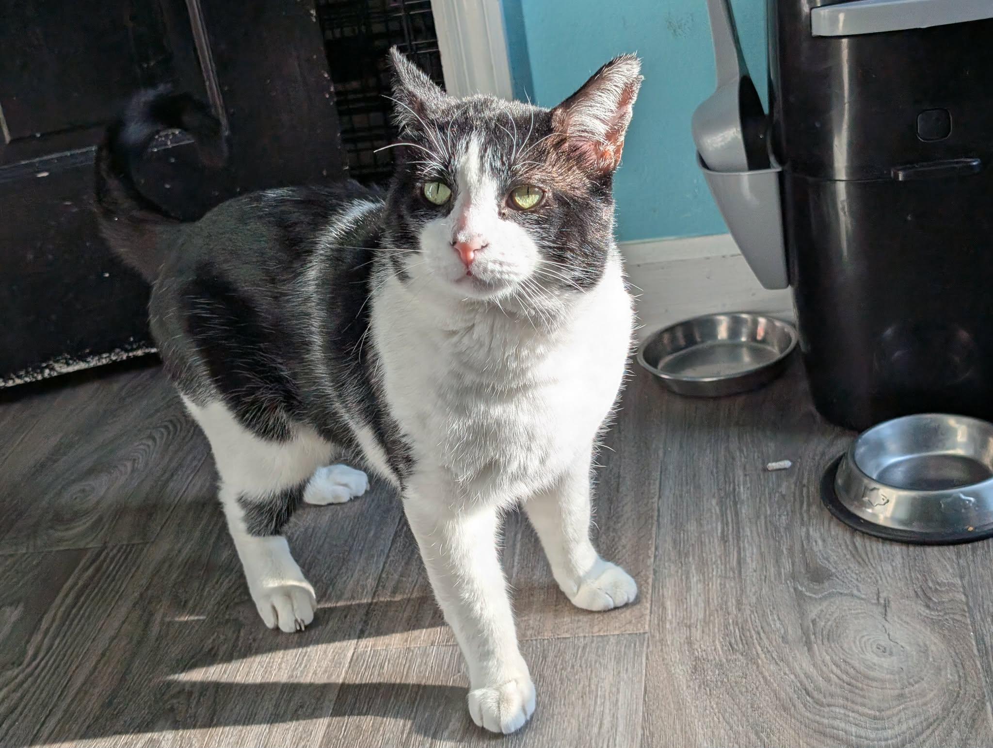 Enlarge Luigi, a ADOPTABLE American Shorthair in Troy, NY image 6/6