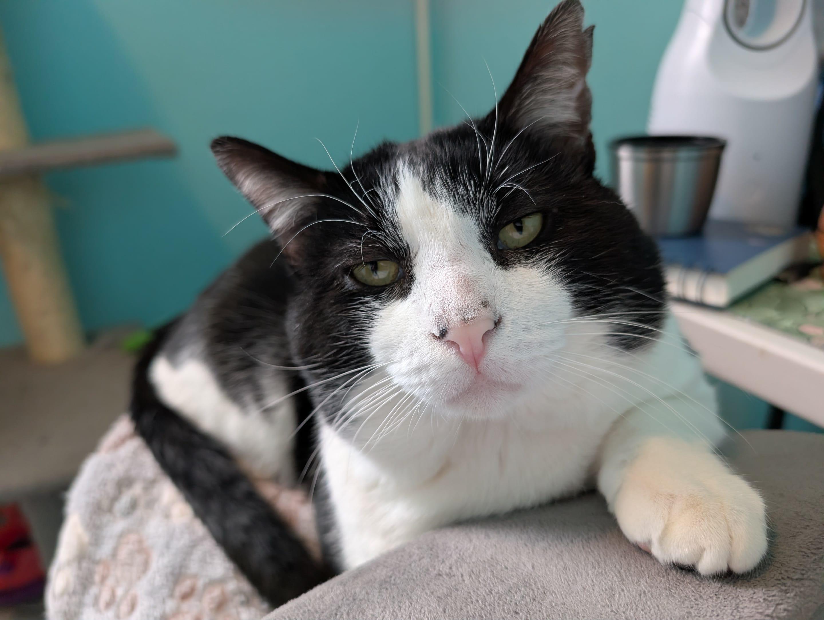 Enlarge Luigi, a ADOPTABLE American Shorthair in Troy, NY image 5/6