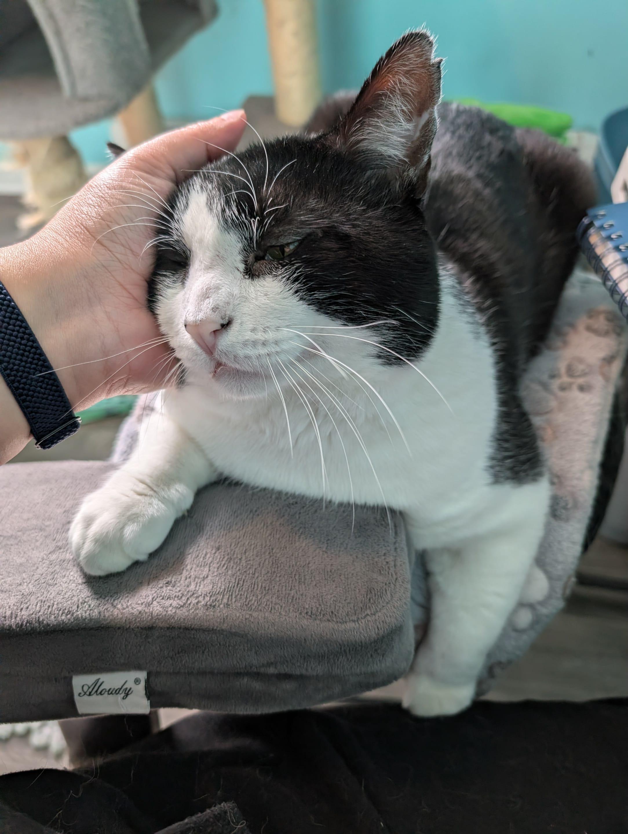 Enlarge Luigi, a ADOPTABLE American Shorthair in Troy, NY image 2/6