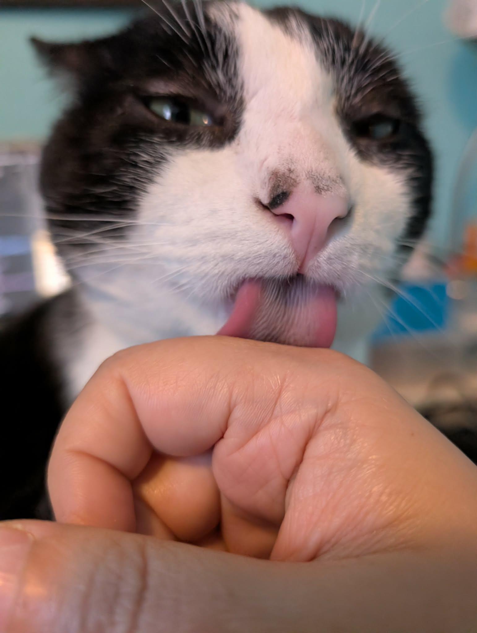 Enlarge Luigi, a ADOPTABLE American Shorthair in Troy, NY image 1/6