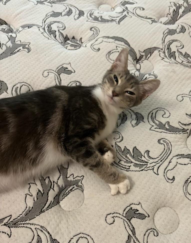 Lola, a Adoptable Tabby in Orange City, FL image 6/6