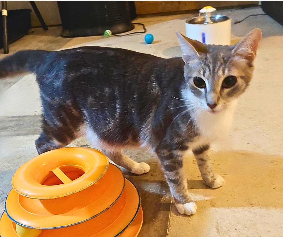 Lola, a Adoptable Tabby in Orange City, FL image 4/6