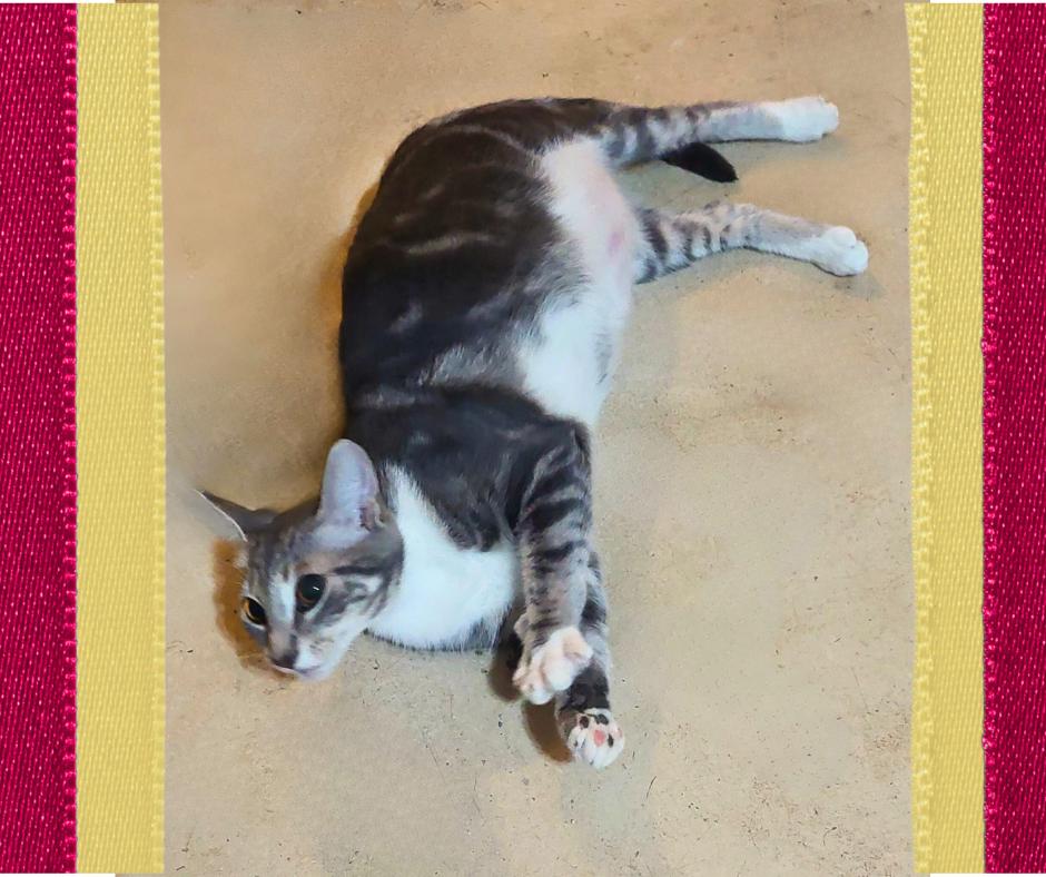 Lola, Adoptable, Adult Female Tabby.