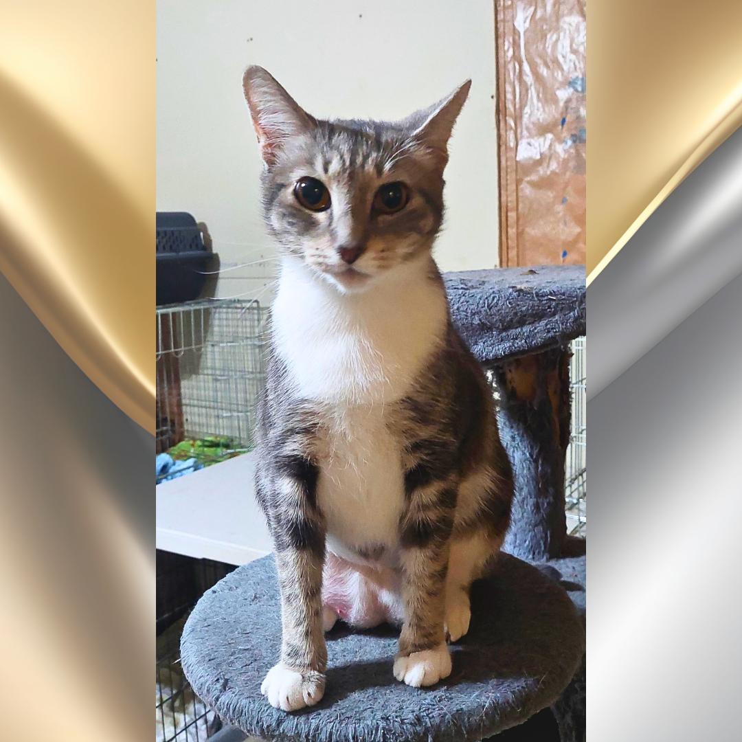 Lola, Adoptable, Adult Female Tabby.