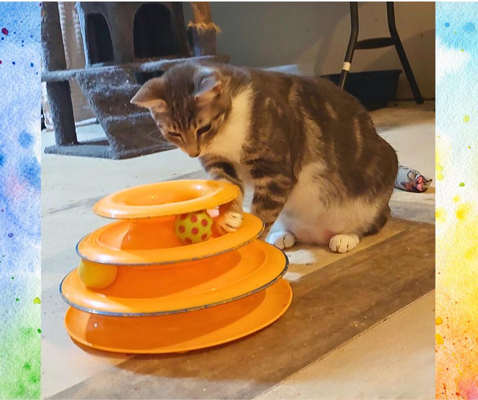 Lola, a Adoptable Tabby in Orange City, FL image 5/6