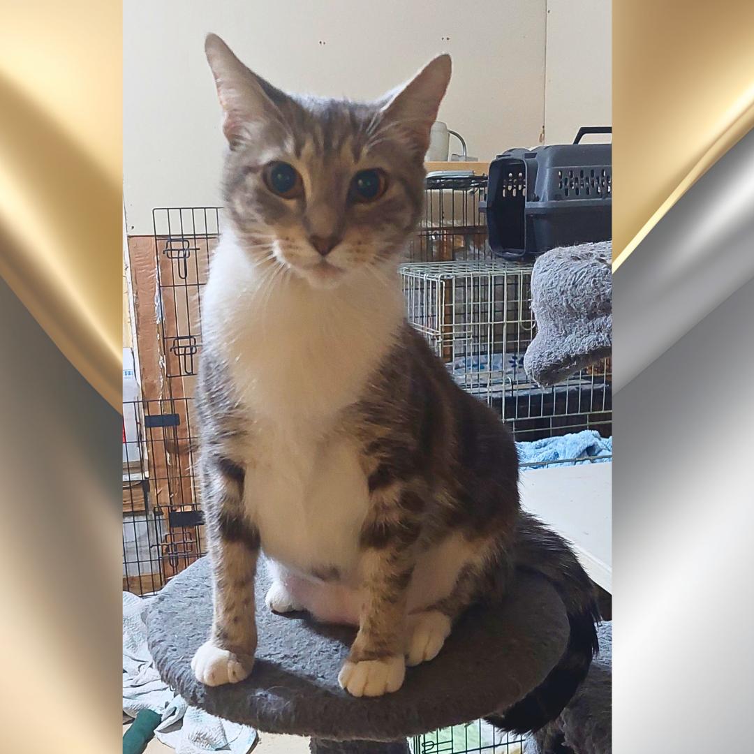 Lola, a Adoptable Tabby in Orange City, FL image 2/6