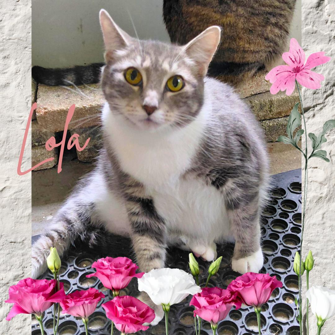 Lola, Adoptable, Adult Female Tabby.
