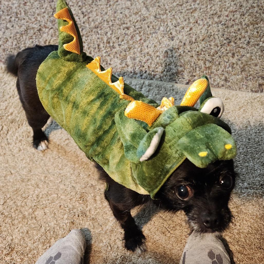 Jax, a Adoptable mixed breed in Brainerd, MN image 1/6