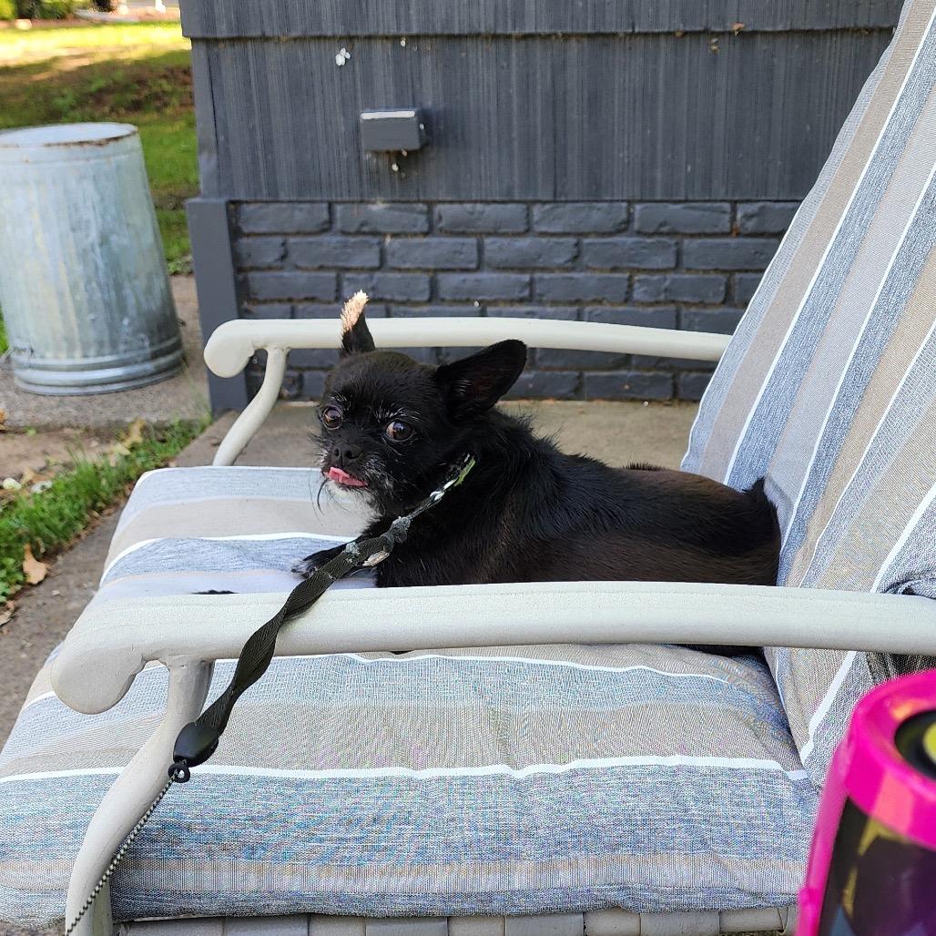 Jax, a Adoptable mixed breed in Brainerd, MN image 2/6