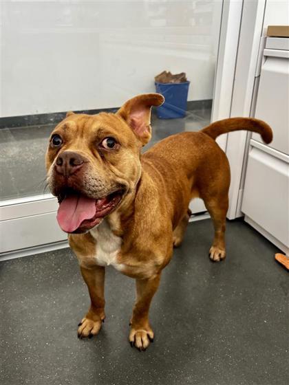 Enlarge KJ, a Adoptable mixed breed in New Orleans, LA image 1/3