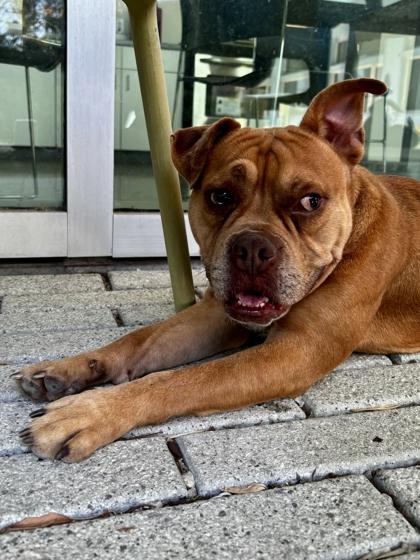 Enlarge KJ, a Adoptable mixed breed in New Orleans, LA image 2/3