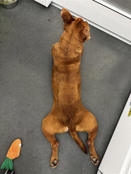 Enlarge KJ, a Adoptable mixed breed in New Orleans, LA image 3/3