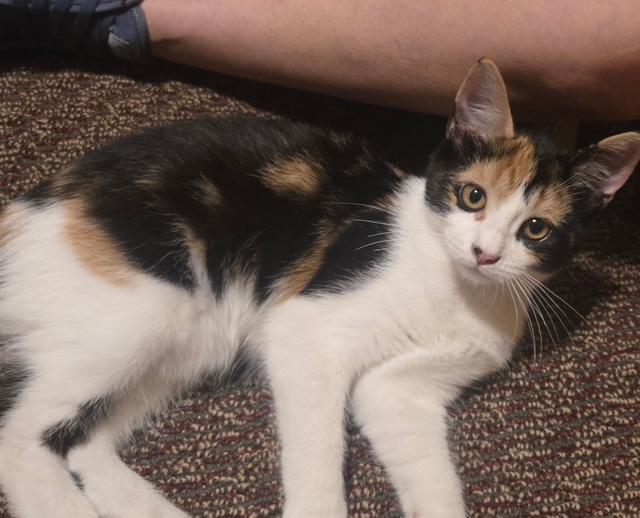 Cleopatra, ADOPTABLE, Kitten Female Domestic Short Hair.