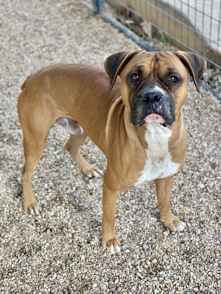 Enlarge Canelo IV, a Adoptable Boxer in Hewitt, TX image 1/4