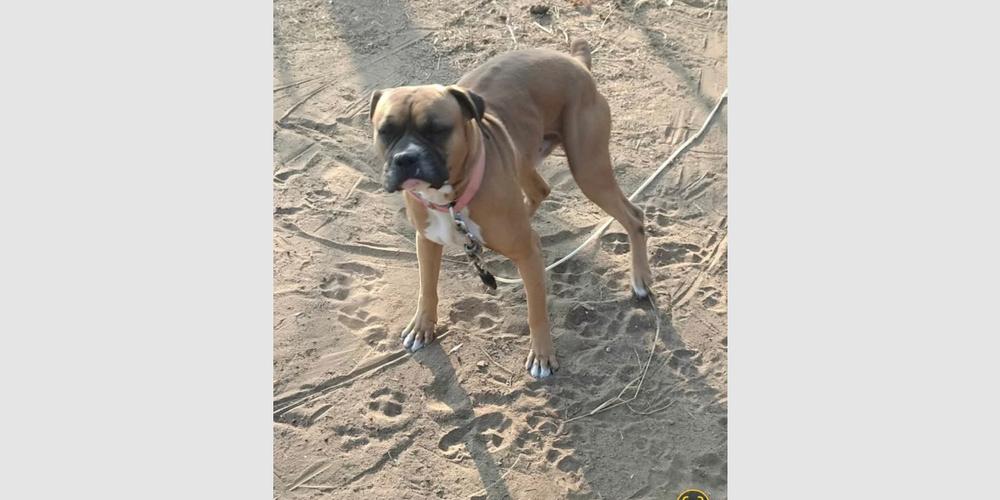 Enlarge Canelo IV, a Adoptable Boxer in Hewitt, TX image 2/4
