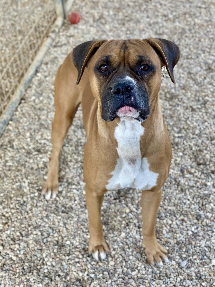 Enlarge Canelo IV, a Adoptable Boxer in Hewitt, TX image 3/4