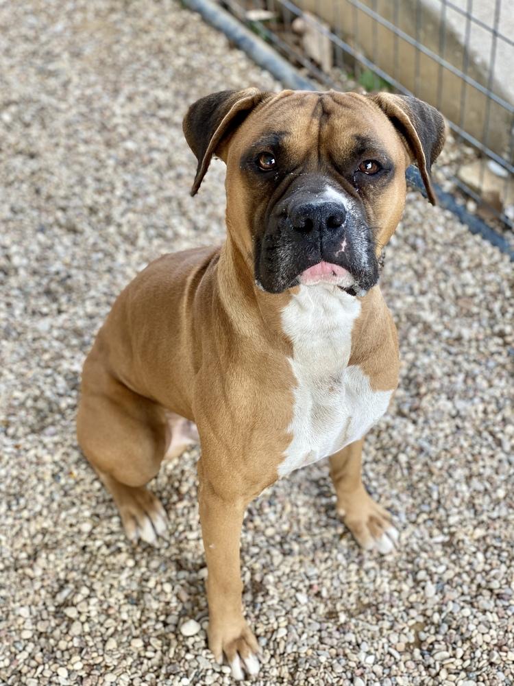 Enlarge Canelo IV, a Adoptable Boxer in Hewitt, TX image 4/4
