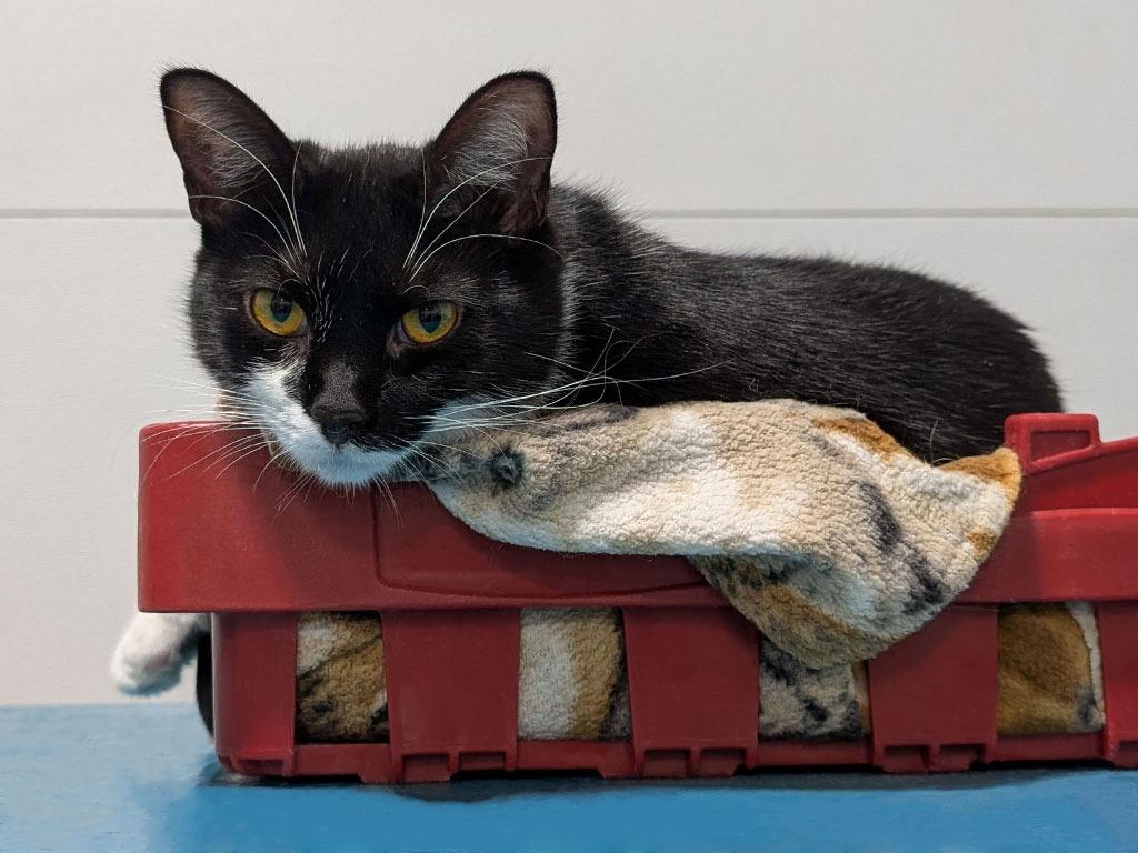 Effie, Adoptable, Young Female Domestic Short Hair.