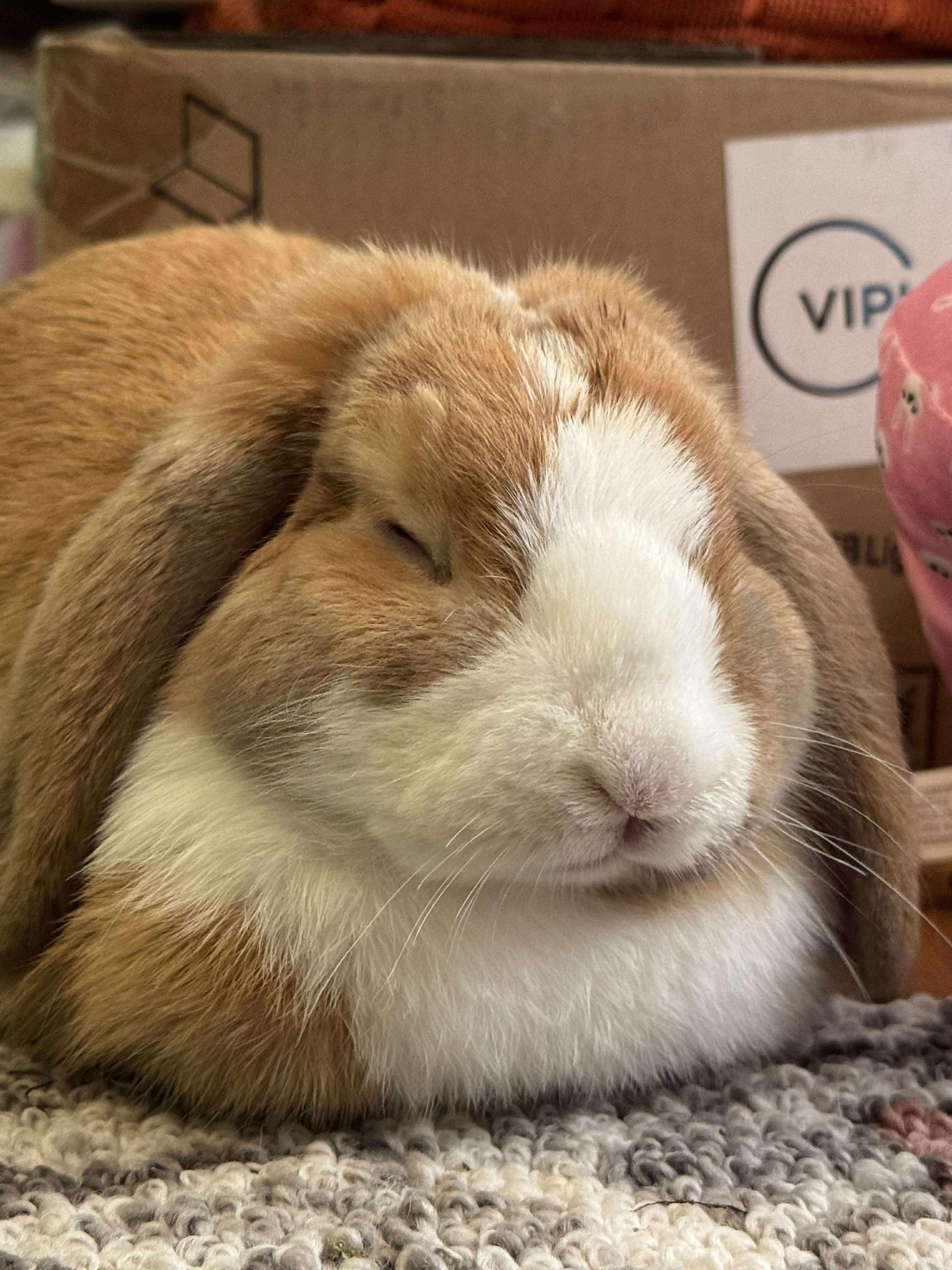 Enlarge Archie, a Adopted Mini Lop in Midlothian, VA image 1/1