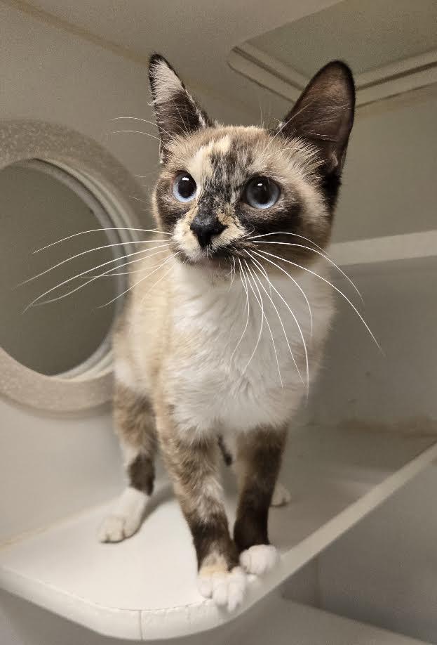 Enlarge Willow, a Adopted mixed breed in Bellingham, WA image 1/2